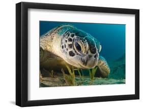 Gaze-Dmitry Marchenko-Framed Photographic Print