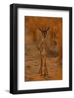 Gazella Portrait-Assaf Gavra-Framed Premium Photographic Print