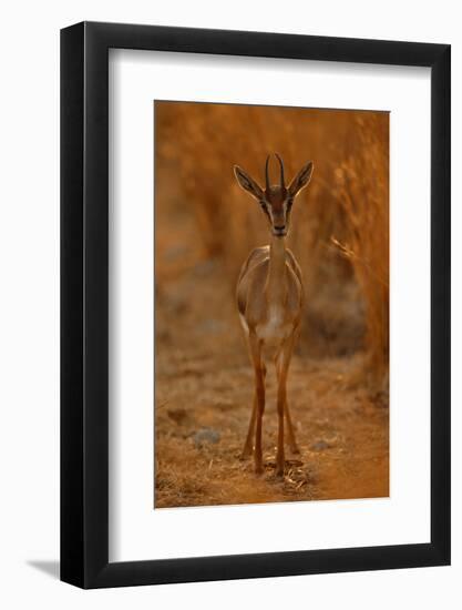 Gazella Portrait-Assaf Gavra-Framed Premium Photographic Print