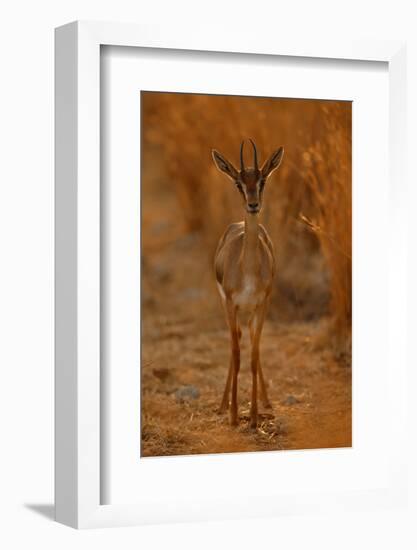 Gazella Portrait-Assaf Gavra-Framed Photographic Print