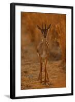 Gazella Portrait-Assaf Gavra-Framed Photographic Print