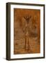 Gazella Portrait-Assaf Gavra-Framed Photographic Print