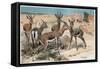 Gazelle by Alfred Edmund Brehm-Stefano Bianchetti-Framed Stretched Canvas