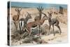 Gazelle by Alfred Edmund Brehm-Stefano Bianchetti-Stretched Canvas
