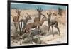 Gazelle by Alfred Edmund Brehm-Stefano Bianchetti-Framed Giclee Print