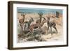 Gazelle by Alfred Edmund Brehm-Stefano Bianchetti-Framed Premium Giclee Print