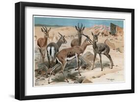 Gazelle by Alfred Edmund Brehm-Stefano Bianchetti-Framed Premium Giclee Print