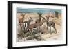 Gazelle by Alfred Edmund Brehm-Stefano Bianchetti-Framed Premium Giclee Print