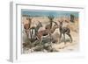 Gazelle by Alfred Edmund Brehm-Stefano Bianchetti-Framed Premium Giclee Print