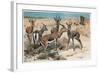 Gazelle by Alfred Edmund Brehm-Stefano Bianchetti-Framed Giclee Print