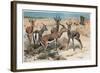 Gazelle by Alfred Edmund Brehm-Stefano Bianchetti-Framed Giclee Print