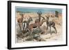 Gazelle by Alfred Edmund Brehm-Stefano Bianchetti-Framed Giclee Print