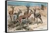 Gazelle by Alfred Edmund Brehm-Stefano Bianchetti-Framed Stretched Canvas