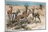 Gazelle by Alfred Edmund Brehm-Stefano Bianchetti-Mounted Giclee Print