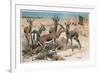 Gazelle by Alfred Edmund Brehm-Stefano Bianchetti-Framed Giclee Print