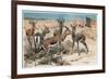 Gazelle by Alfred Edmund Brehm-Stefano Bianchetti-Framed Giclee Print