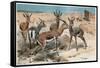 Gazelle by Alfred Edmund Brehm-Stefano Bianchetti-Framed Stretched Canvas