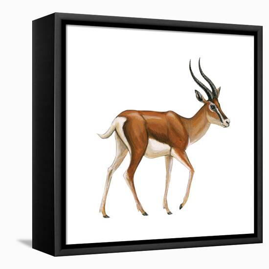 Gazelle (Gazella Granti), Mammals-Encyclopaedia Britannica-Framed Stretched Canvas