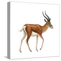 Gazelle (Gazella Granti), Mammals-Encyclopaedia Britannica-Stretched Canvas