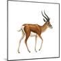 Gazelle (Gazella Granti), Mammals-Encyclopaedia Britannica-Mounted Poster