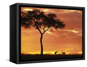 Gazelle Grazing Under Acacia Tree at Sunset, Maasai Mara, Kenya-Merrill Images-Framed Stretched Canvas