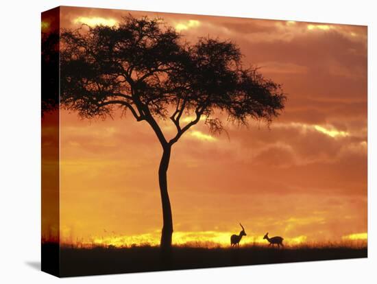 Gazelle Grazing Under Acacia Tree at Sunset, Maasai Mara, Kenya-Merrill Images-Stretched Canvas