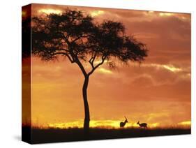 Gazelle Grazing Under Acacia Tree at Sunset, Maasai Mara, Kenya-Merrill Images-Stretched Canvas