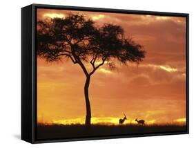 Gazelle Grazing Under Acacia Tree at Sunset, Maasai Mara, Kenya-Merrill Images-Framed Stretched Canvas