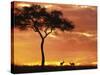 Gazelle Grazing Under Acacia Tree at Sunset, Maasai Mara, Kenya-Merrill Images-Stretched Canvas