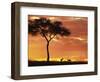 Gazelle Grazing Under Acacia Tree at Sunset, Maasai Mara, Kenya-Merrill Images-Framed Premium Photographic Print