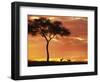 Gazelle Grazing Under Acacia Tree at Sunset, Maasai Mara, Kenya-Merrill Images-Framed Premium Photographic Print