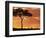 Gazelle Grazing Under Acacia Tree at Sunset, Maasai Mara, Kenya-Merrill Images-Framed Premium Photographic Print