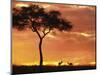 Gazelle Grazing Under Acacia Tree at Sunset, Maasai Mara, Kenya-Merrill Images-Mounted Premium Photographic Print