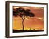 Gazelle Grazing Under Acacia Tree at Sunset, Maasai Mara, Kenya-Merrill Images-Framed Premium Photographic Print