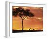 Gazelle Grazing Under Acacia Tree at Sunset, Maasai Mara, Kenya-Merrill Images-Framed Premium Photographic Print