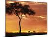 Gazelle Grazing Under Acacia Tree at Sunset, Maasai Mara, Kenya-Merrill Images-Mounted Premium Photographic Print