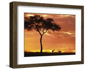 Gazelle Grazing Under Acacia Tree at Sunset, Maasai Mara, Kenya-Merrill Images-Framed Photographic Print