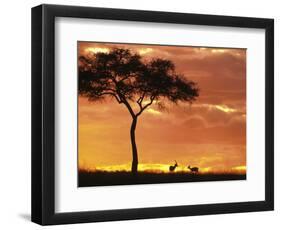 Gazelle Grazing Under Acacia Tree at Sunset, Maasai Mara, Kenya-Merrill Images-Framed Photographic Print