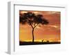 Gazelle Grazing Under Acacia Tree at Sunset, Maasai Mara, Kenya-Merrill Images-Framed Photographic Print