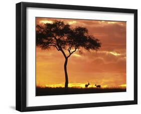 Gazelle Grazing Under Acacia Tree at Sunset, Maasai Mara, Kenya-Merrill Images-Framed Photographic Print