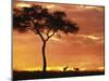 Gazelle Grazing Under Acacia Tree at Sunset, Maasai Mara, Kenya-Merrill Images-Mounted Photographic Print