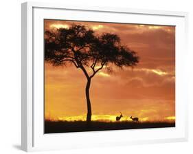 Gazelle Grazing Under Acacia Tree at Sunset, Maasai Mara, Kenya-Merrill Images-Framed Photographic Print