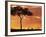 Gazelle Grazing Under Acacia Tree at Sunset, Maasai Mara, Kenya-Merrill Images-Framed Photographic Print