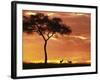 Gazelle Grazing Under Acacia Tree at Sunset, Maasai Mara, Kenya-Merrill Images-Framed Photographic Print