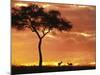 Gazelle Grazing Under Acacia Tree at Sunset, Maasai Mara, Kenya-Merrill Images-Mounted Photographic Print