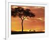 Gazelle Grazing Under Acacia Tree at Sunset, Maasai Mara, Kenya-Merrill Images-Framed Photographic Print