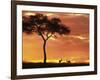 Gazelle Grazing Under Acacia Tree at Sunset, Maasai Mara, Kenya-Merrill Images-Framed Photographic Print