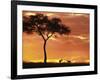 Gazelle Grazing Under Acacia Tree at Sunset, Maasai Mara, Kenya-Merrill Images-Framed Photographic Print