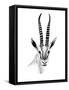 Gazelle Sketch II-Annie Warren-Framed Stretched Canvas