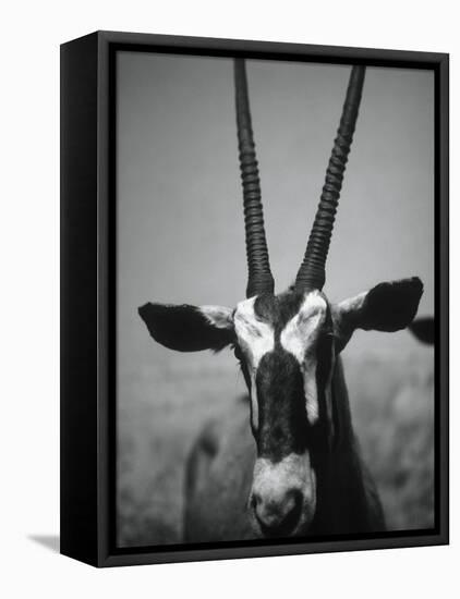 Gazelle-Henry Horenstein-Framed Stretched Canvas